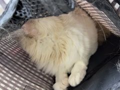 -谐和贝康宠物医院24小时·宠保定点(急重症转诊中心)