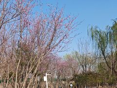 -绿堤公园