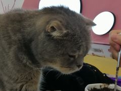 -喵园·猫主题咖啡厅·撸猫·猫咖(国贸店)