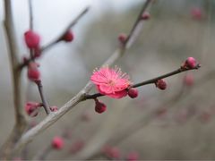-香雪海