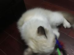 -Bastet sally猫舍购宠(静安店)
