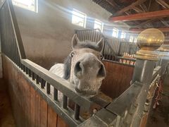 -北京群众马术培训基地