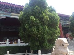 -青岛方特梦幻王国