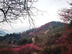 -新建村梅花