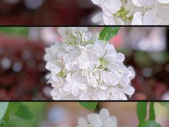 -杭州城北体育公园