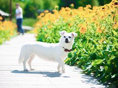 -北京恒爱动物医院(清景园分院)