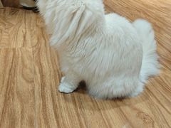 -MOCHA明星猫咖(田子坊店)