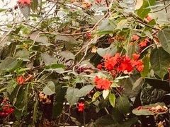 -呀路古热带植物园