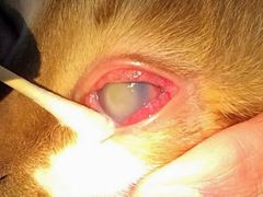 -菲尔斯特宠物医院