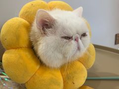 -More Fun猫咖 二十只万元加菲主题