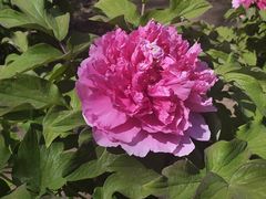 -黑龙江省森林植物园