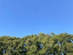 -上海虹桥迎宾馆