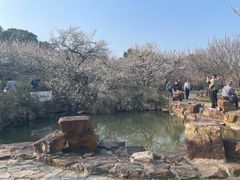 -香雪海