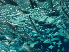 -上海海洋水族馆