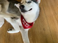-Husky Go! 哈士奇体验馆·宠物咖啡厅狗咖