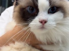 -乐琪宠物医院·犬猫专科·骨外科·急重症