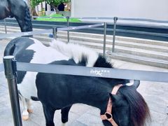 -深圳湾万象城