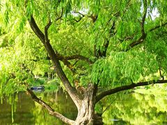 -上海共青森林公园