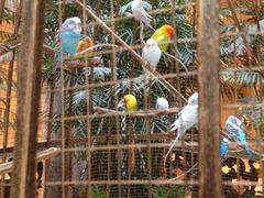 iphone_upload_pic-深圳东部华侨城茵特拉根酒店