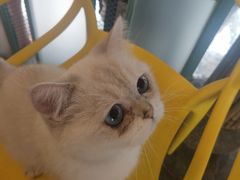 -喵屿·大理花园猫咖