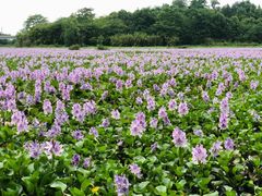 -白鹭湾湿地公园