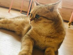-猫腻·猫咖·撸猫馆(星光大道店)
