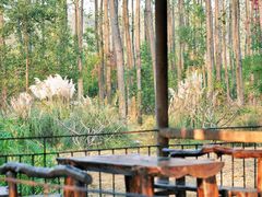 -合肥滨湖国家森林公园