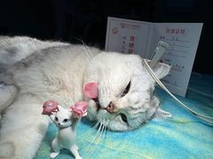 -创凡宠物医院·骨专科  猫科中心(西乡分院)