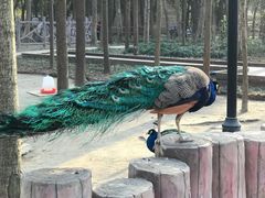 -昆山城市生态森林公园