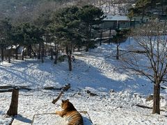 -大连森林动物园