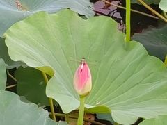 -梁鸿国家湿地公园