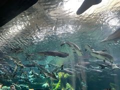 -波塞冬海底世界