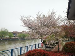 -高东镇樱花园
