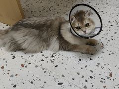 -瑞派康怡24h宠物医院·犬猫医疗中心·微创绝育(瑞景分院)