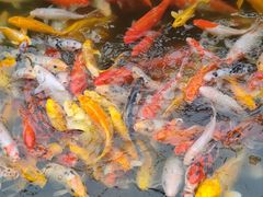 -都江堰玫瑰花溪谷