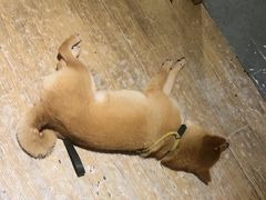 -同仁四季椰子鸡(福田东园总店)