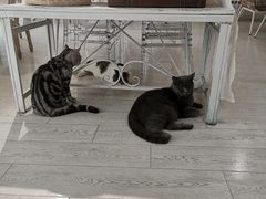 -共舞时光猫咖·狗咖(新街口店)