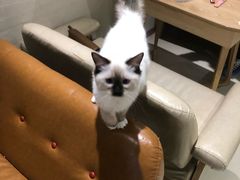 -藏猫猫咖啡主题馆(中央大道店)