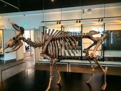 -丹麦国家博物馆