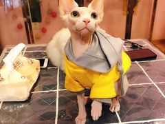 -小呆的宠物店·宠物售卖·宠物寄养(城西店)