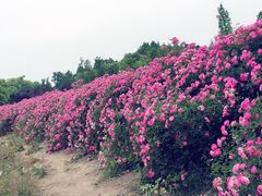 -龙寺生态园