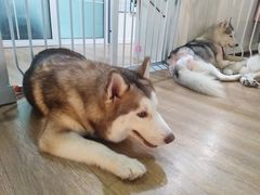 -Husky Go! 哈士奇体验馆·宠物咖啡厅狗咖