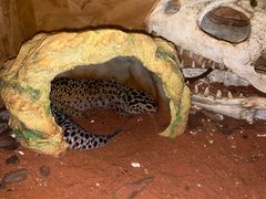 -Rabbit Cafe私房西餐甜点咖啡(栖霞路店)