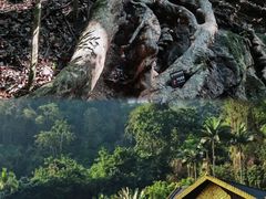 -西双版纳原始森林公园