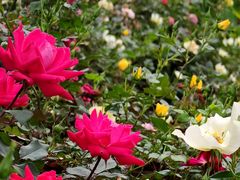 -人民公园(罗湖区)