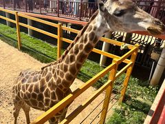 -西霞口神雕山野生动物世界