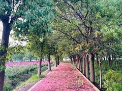 -海上花岛玫瑰园采摘