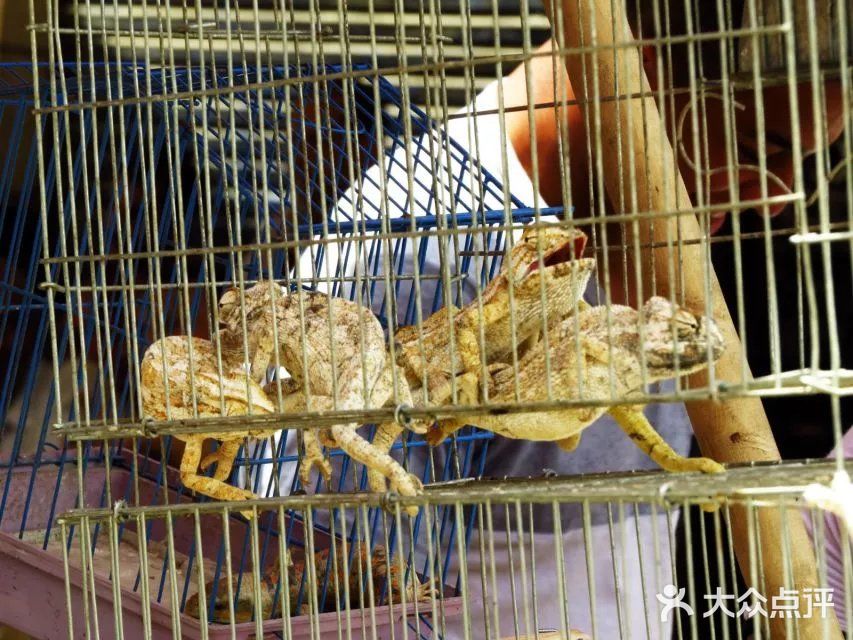 鸽子市场,啥子稀奇古怪的小动物都有~