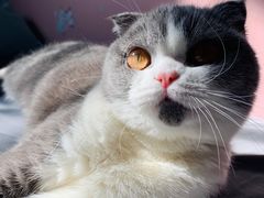 -宠福鑫康馨动物医院·骨科·眼科