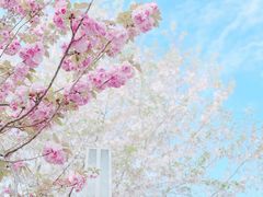 -顾村公园
